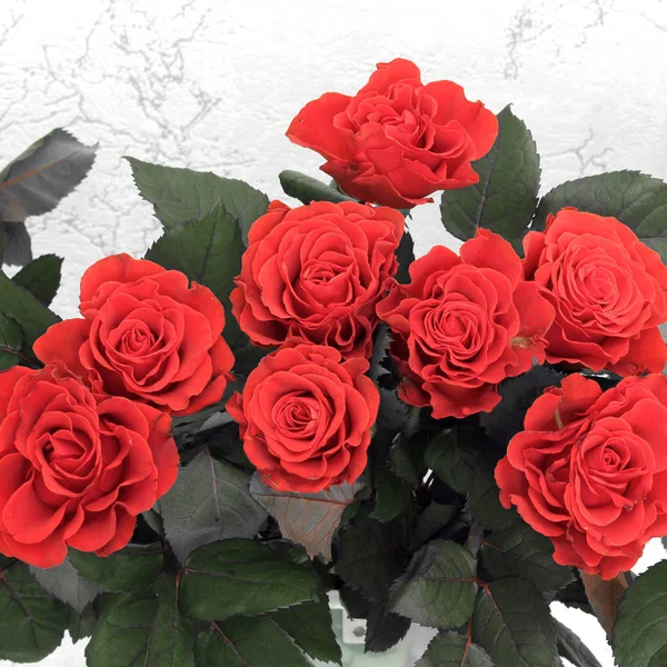 Rosas Rojas Cerca —  Fotos de Stock