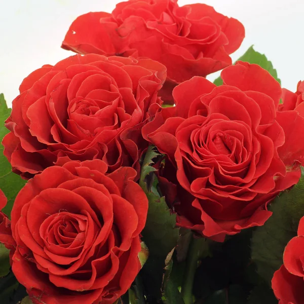 Red Roses Close — Stock Photo, Image