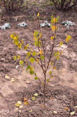 Sonbaharda küçük ağaç