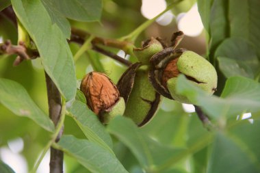 Walnut on a tree