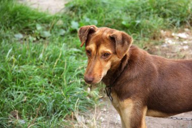 Sokakta köpek. güneşli gün