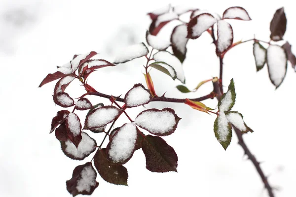 Rose Leaves Snow — Stock Photo, Image