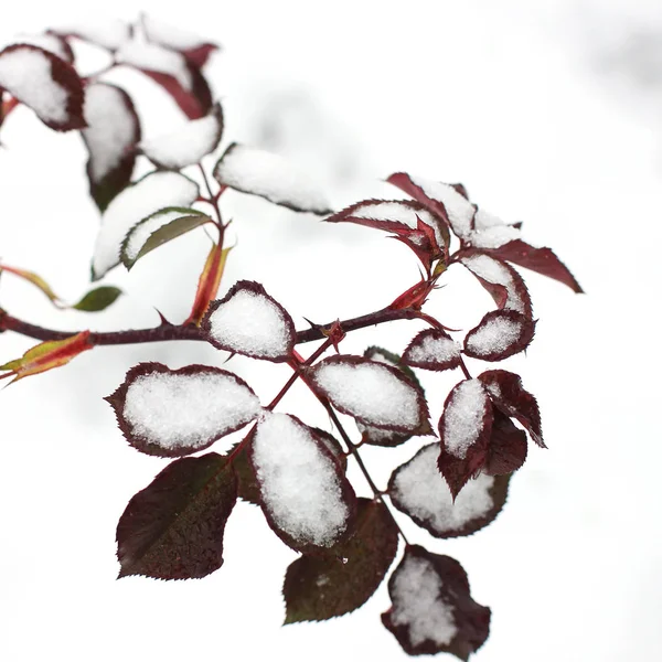 Rosenblätter Schnee — Stockfoto