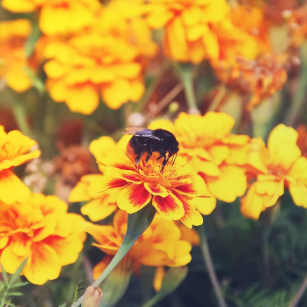 Hommel Een Bloem Bombus Afrikaantje — Stockfoto