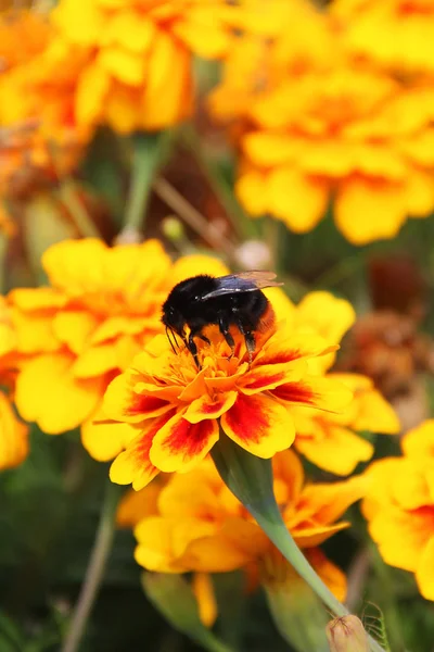 花にマルハナバチ マルハナバチ マンジュギク — ストック写真