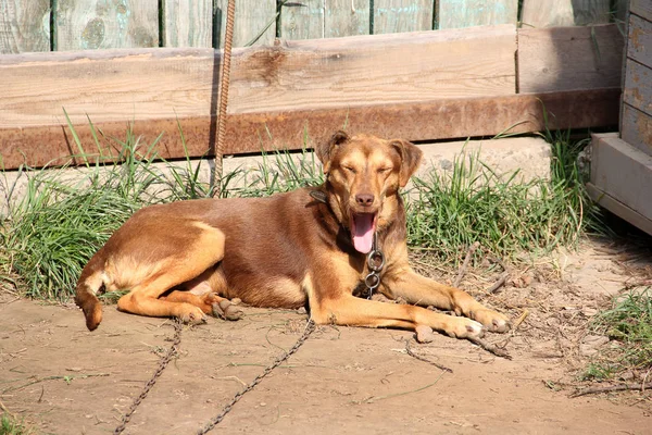 Dog on the street. sunny day