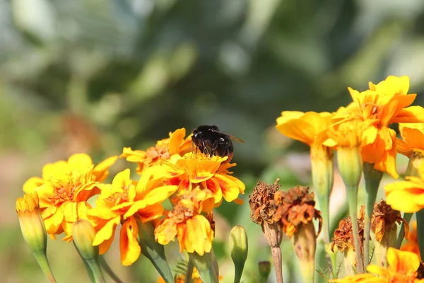 Abejorro Una Flor Bombus Tagetes —  Fotos de Stock