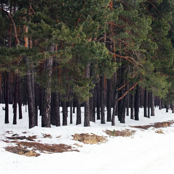 Δάσος Χειμώνα Φύση — Φωτογραφία Αρχείου