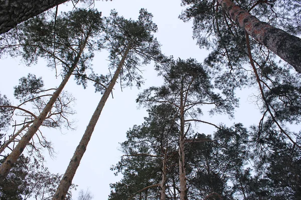 Bos Winter Natuur — Stockfoto