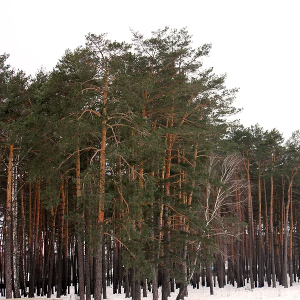 Fenyves Erdőben Téli Erdő — Stock Fotó