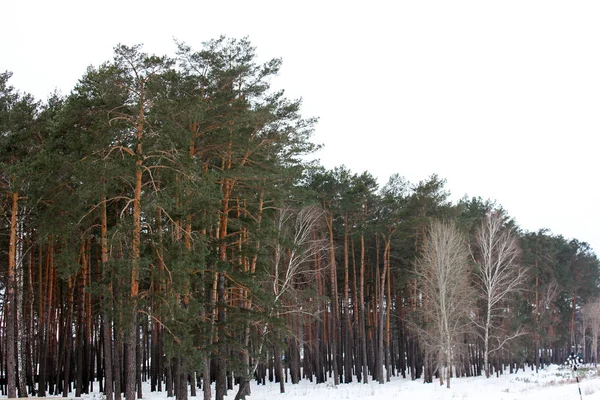 Bosque Pinos Bosque Invierno Nieve — Foto de Stock