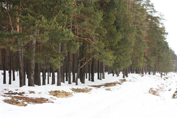 Bosque Pinos Bosque Invierno Nieve —  Fotos de Stock