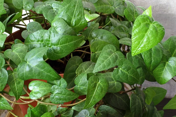 Evde bitki yakın çekim