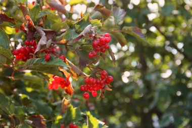Kartopu. Sonbaharın kırmızı meyveler