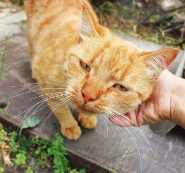 Zencefil kedi. Kafa elinde kedi