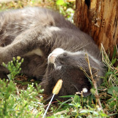 Kedi otların arasında yer alır.