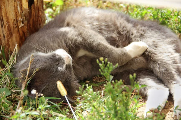 Kočka Leží Trávě — Stock fotografie