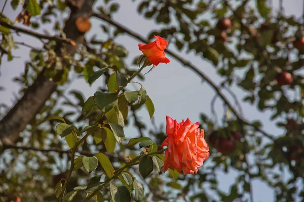 Розы Саду Красивые Розы Природа — стоковое фото