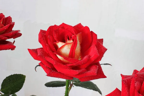 Rosas Vermelhas Perto — Fotografia de Stock