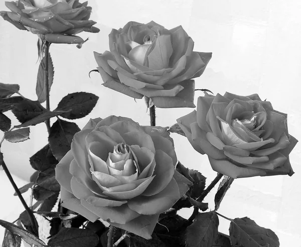 Розы Саду Красивые Розы Природа — стоковое фото