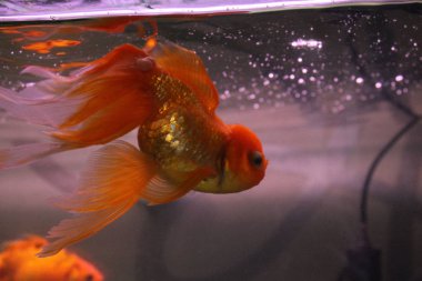 Akvaryumdaki güzel balıklar