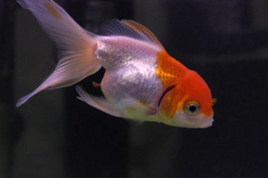 Akvaryumdaki güzel balıklar