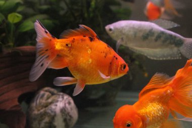 Akvaryumdaki güzel balıklar