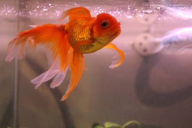 Akvaryumdaki güzel balıklar