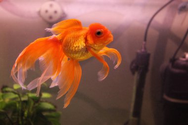 Akvaryumdaki güzel balıklar