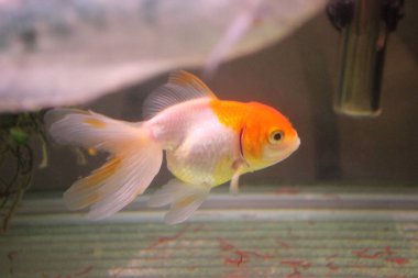 Akvaryumdaki güzel balıklar