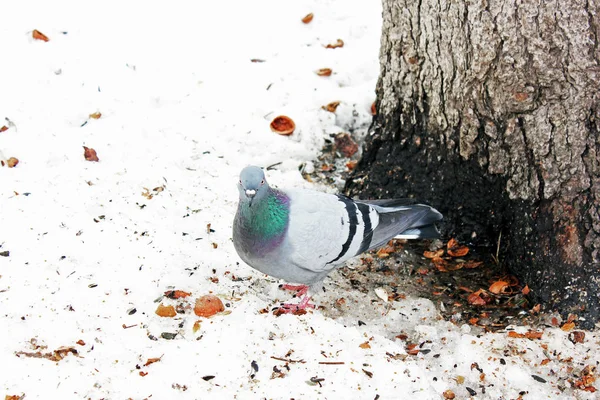 Gołębie Zimie Parku — Zdjęcie stockowe