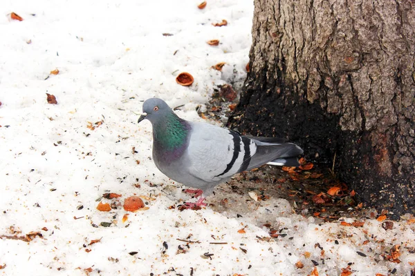 Gołębie Zimie Parku — Zdjęcie stockowe