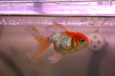 Akvaryumdaki balıklar