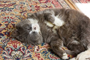 Kedi halı üzerinde. Yerli kedi. Gri kedi