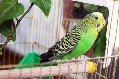 bir kafes içinde dalgalı papağan