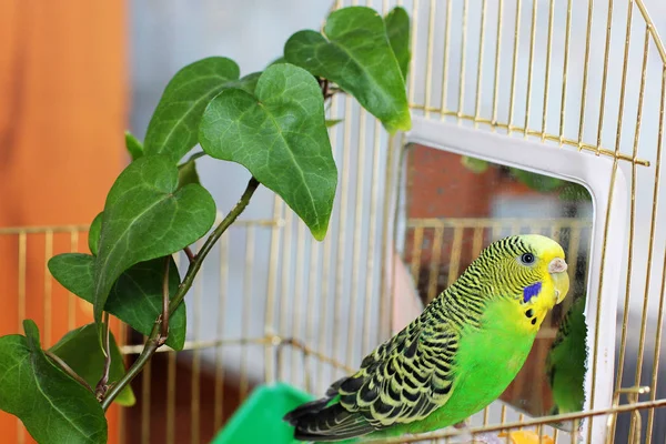 Papagaio Ondulado Uma Jaula — Fotografia de Stock