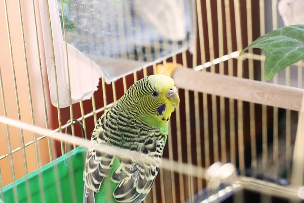 Welliger Papagei Käfig — Stockfoto