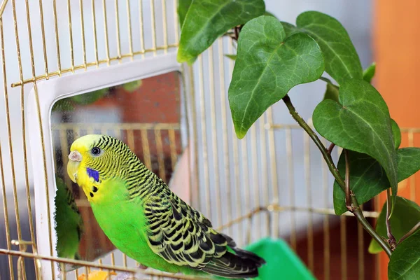 Perroquet Ondulé Dans Une Cage — Photo