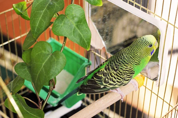 Wavy Parrot Cage Stock Image