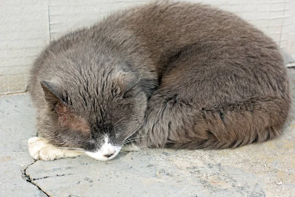 Grijze Kat Straat — Stockfoto