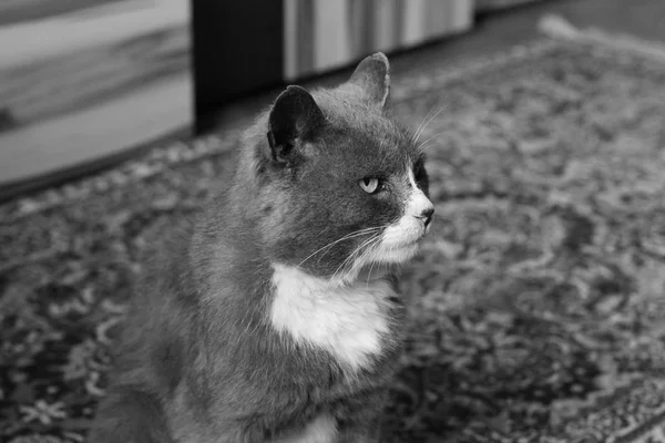Vacker Katt Svartvitt Foto — Stockfoto