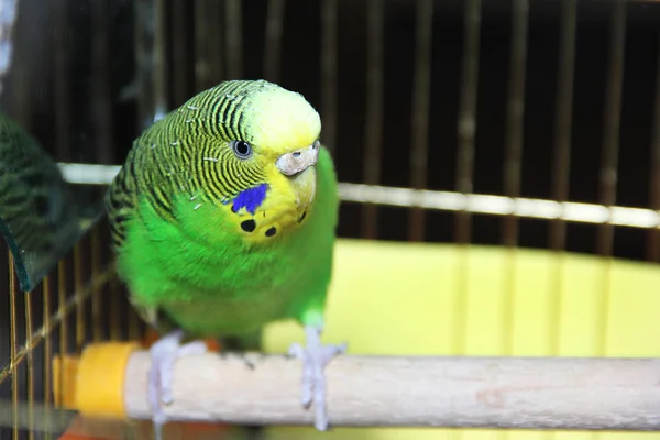 Budgerigar Loro Jaula —  Fotos de Stock