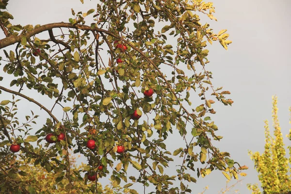 Jablka Stromě Podzim — Stock fotografie