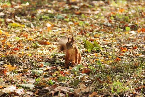 秋天公园里的松鼠 — 图库照片