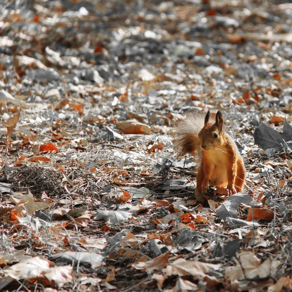 Squirrel Autumn Park — Stock Photo, Image