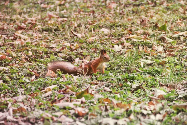 Ardilla Parque Otoño —  Fotos de Stock