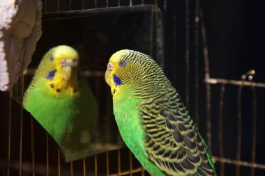 Muhabbet kuşu. Aynaya papağan