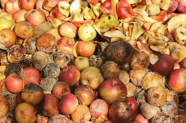 Çürük elma bahçesinde