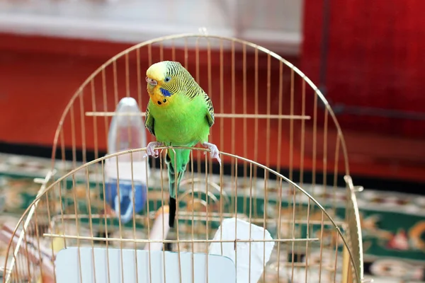 Budgerigar Papagaio Sentado Gaiola — Fotografia de Stock