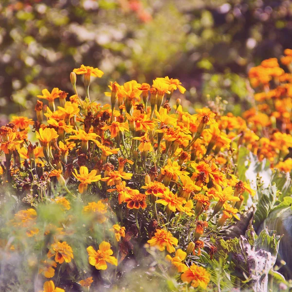 Tagetes Jardín —  Fotos de Stock